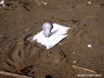 /album/artes-3d/a3d-drawing-on-the-sandy-beach-by-nagaihideyuki-d632ipy-jpg/